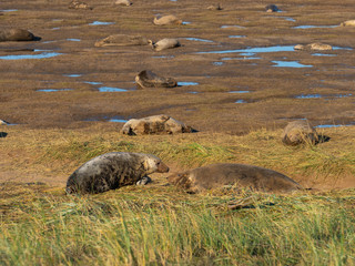 Grey Seals Cows Fighting on the Beach