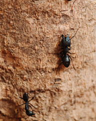 Closeup shot of an ant