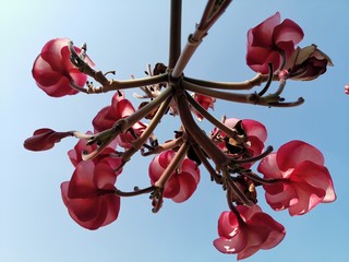 orchid on black background