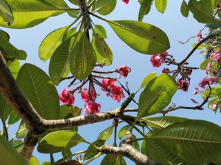 branch of plumeria tree
