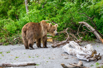 Ruling the landscape, brown bears of Kamchatka (Ursus arctos beringianus)