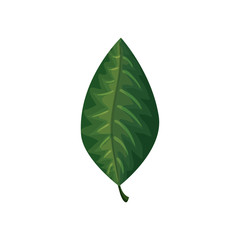 leaf nature tropical isolated icon vector illustration design