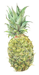Green pineapple isolated on a white background. Hand painted watercolor illustration.