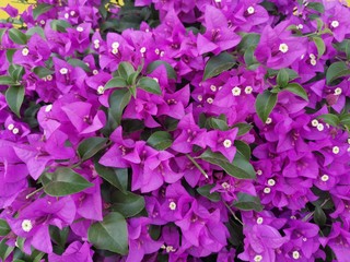 purple flowers on a green background