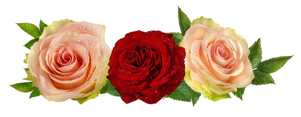 Fresh beautiful rose with dewdrops isolated on white background with clipping path