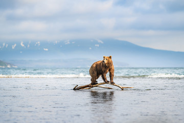 Ruling the landscape, brown bears of Kamchatka (Ursus arctos beringianus) © vaclav