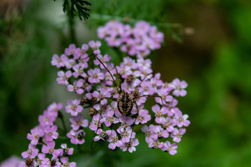 Weberknecht und Käfer auf Schafgarbe