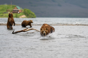 Ruling the landscape, brown bears of Kamchatka (Ursus arctos beringianus)