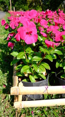 flpink owers in the garden