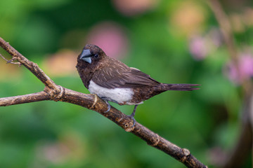 Javan Munia at Bhadravathi Karnataka India