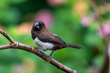 Javan Munia at Bhadravathi Karnataka India