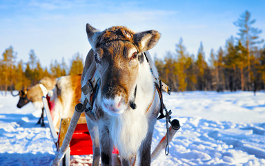 Reindeer sleigh in Finland in Rovaniemi at Lapland farm. Christmas sledge at winter sled ride...