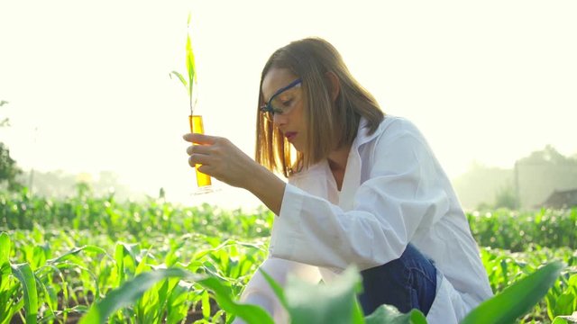 Asian woman farmer In the corn field to check the integrity of the leaves and stems of the corn With scientific analysis
