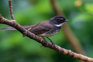 White Throated Fantail Bird on Branch at Western Ghats Karnataka India