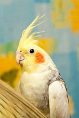A yellow corella parrot with red cheeks and long feathers