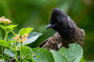 Brown Breasted Bulbul at Masinagudi