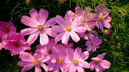 background with pink cosmos flowers