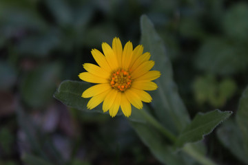fleur jaune des prés