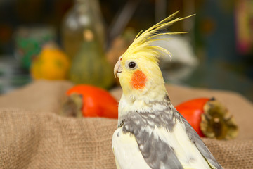 A yellow corella parrot with red cheeks and long feathers