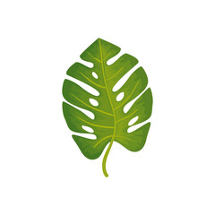 leaf nature tropical isolated icon vector illustration design