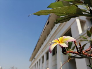 flower on a background of blue sky
