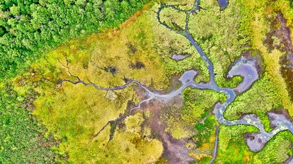 Aerial view of a swamp