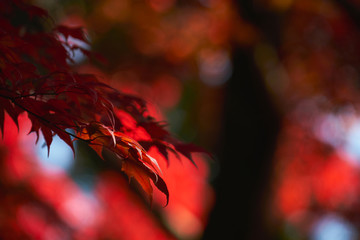 日本の秋 色付く紅葉