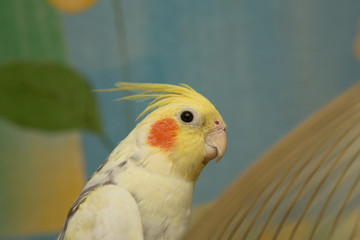 A yellow corella parrot with red cheeks and long feathers