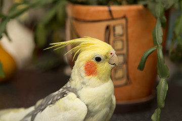 A yellow corella parrot with red cheeks and long feathers