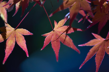 日本の秋 色付く紅葉