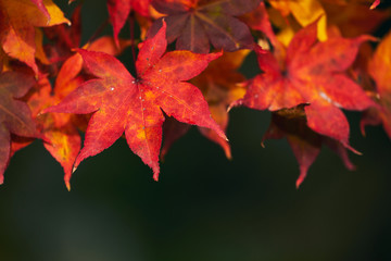 日本の秋 色付く紅葉