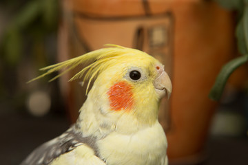 A yellow corella parrot with red cheeks and long feathers
