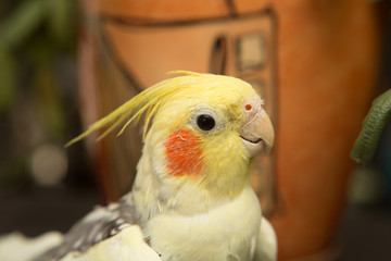 A yellow corella parrot with red cheeks and long feathers