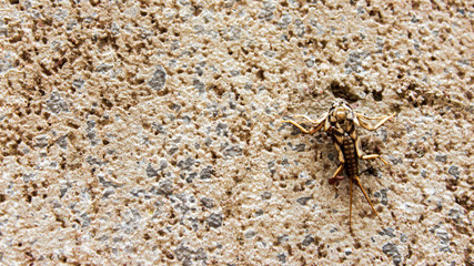 small insect on the wall