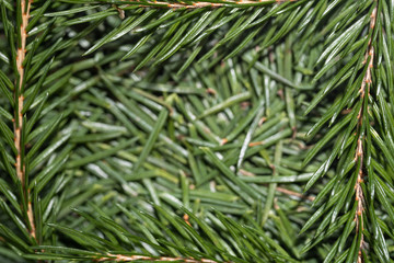 Background spruce needles in spruce twigs around the edges