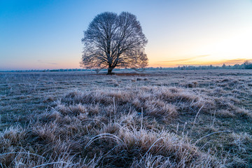 Wintermorgen mit Sonnenaufgang (D, Bayern, Hurlach, Lechfeld); strahlend, melancholisch, Stimmung...