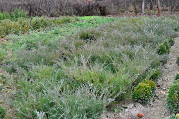 Nursery where decorative bushes and trees are grown.