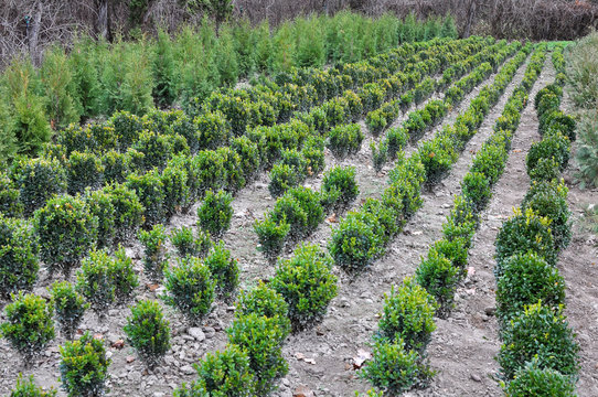 Nursery where decorative bushes and trees are grown.