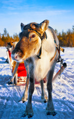 Naklejka premium Reindeer sleigh in Finland in Rovaniemi at Lapland farm. Christmas sledge at winter sled ride safari with snow Finnish Arctic north pole. Fun with Norway Saami animals.