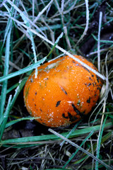 K&uuml;rbis in gefrorenem Gras