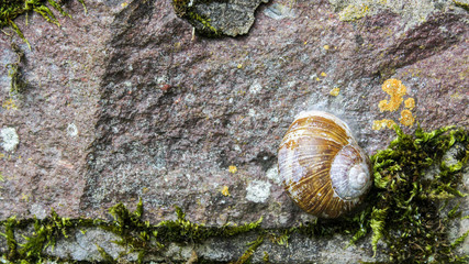 snail on a rock