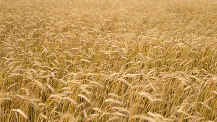 Rye field under blue sky