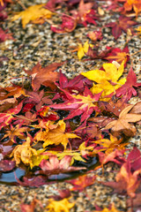 日本の秋 晩秋の落葉