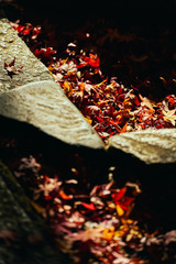 日本の秋 晩秋の落葉