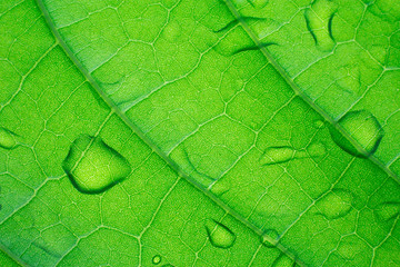 texture of leaf