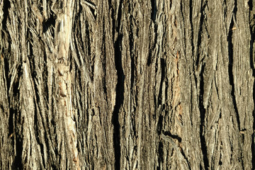 tree, bark, background, pattern, surface, natural, nature, closeup
