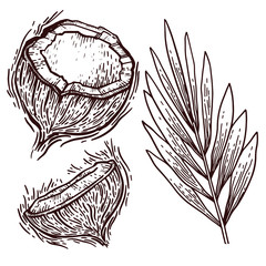 Coconut vector drawing set. Summer food engraved illustration. Isolated hand drawn half of coconut, leaves. Botanical sketch of tropical nut for label, juice packaging