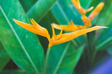 Bird of Paradise Flower in Maui, Strelitzia reginae, flowering Madeira, Soft focus. Copy Space