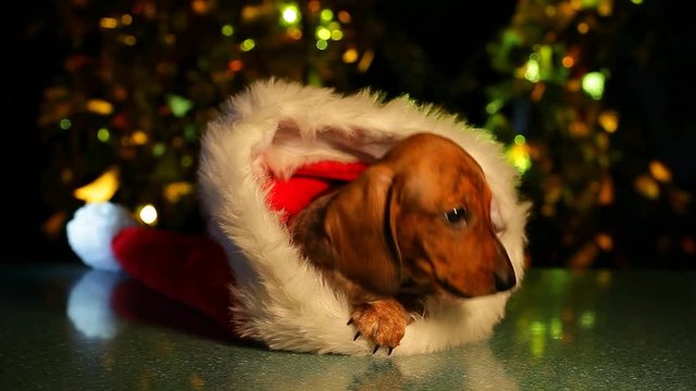 puppy portrait hat dark background