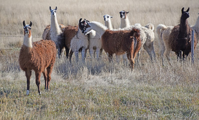 Domestic Llama Herd on the Prairie